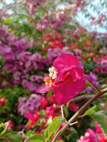 Eine Vertikale Aufnahme Lila Und Rosa Weigela Blüten Einem Garten — Stockfoto