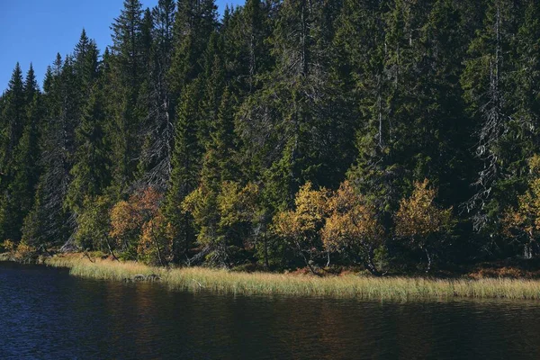 Lago Svartdal Stjerna Los Árboles Del Bosque Fondo Durante Otoño — Foto de Stock