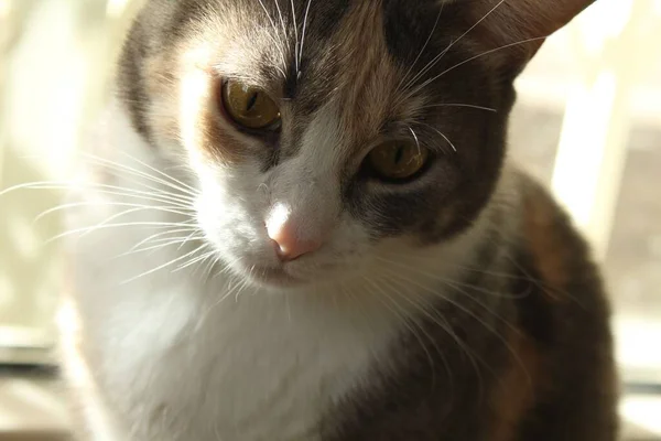 Szary Pomarańczowy Kot Żółtymi Oczami Patrzący Kierunku — Zdjęcie stockowe