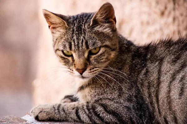 Egy Közelkép Egy Macskáról Aki Földön — Stock Fotó