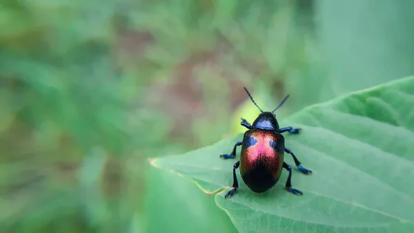 Yeşil Yapraklı Bir Böceğin Yakın Plan Çekimi Gündüz Vakti Bulanık — Stok fotoğraf
