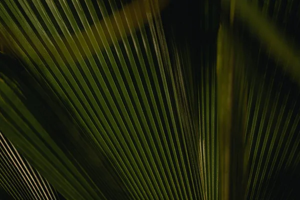 Uma Folha Tropical Jardim Botânico Perfeito Para Fundo — Fotografia de Stock