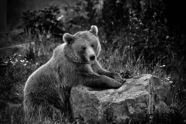 Серая Чешуя Красивого Медведя Камне Поле Свежей Травой — стоковое фото