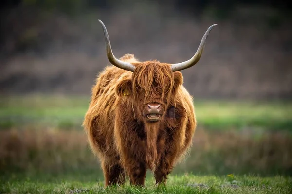Bir Skoç Dağlık Sığır Portresi Otlakta Duran Büyük Boynuzları — Stok fotoğraf