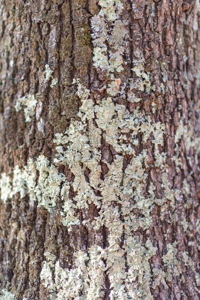 Tiro Close Uma Árvore Casca Textura — Fotografia de Stock