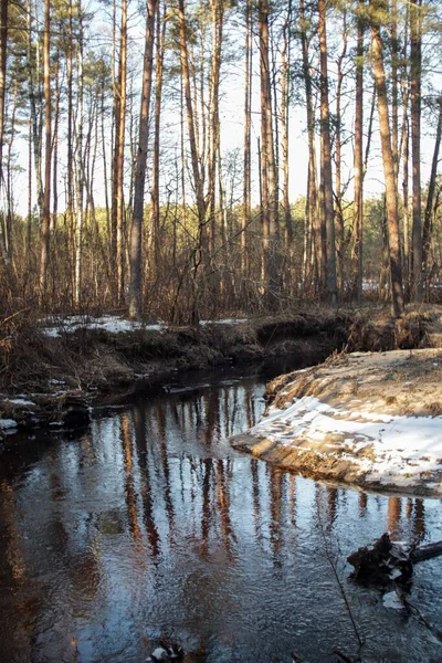 冬は木のある川の垂直撮影 — ストック写真