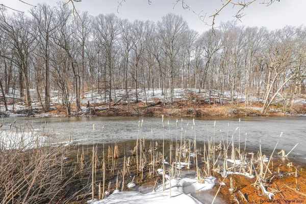 冬の森を流れる川 — ストック写真