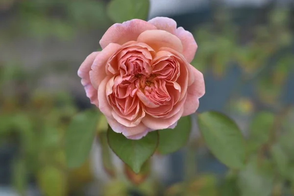 Κάθετη Μακρο Πλάνο Ενός Ροζ Τριαντάφυλλου Κήπου Ανθίζει Στο Πράσινο — Φωτογραφία Αρχείου