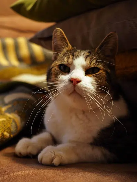 Uroczy Kot Calico Leżący Domu Patrzący Kamerę — Zdjęcie stockowe