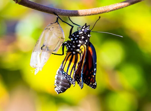 Una Vista Cerca Una Mariposa Monarca Saliendo Capullo Sobre Fondo —  Fotos de Stock