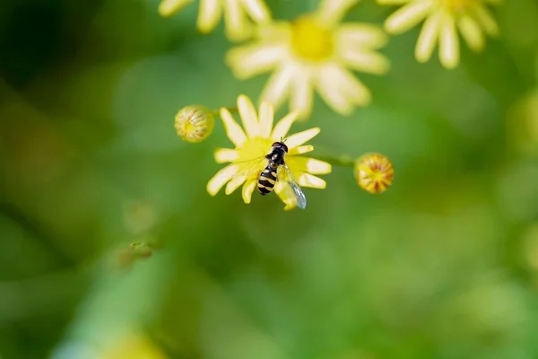从一朵黄色的花中采集花蜜的黑龙江省的特写镜头 — 图库照片