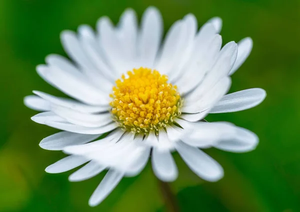 Közelkép Egy Fehér Százszorszép Virág Egy Elmosódott Zöld Háttér — Stock Fotó