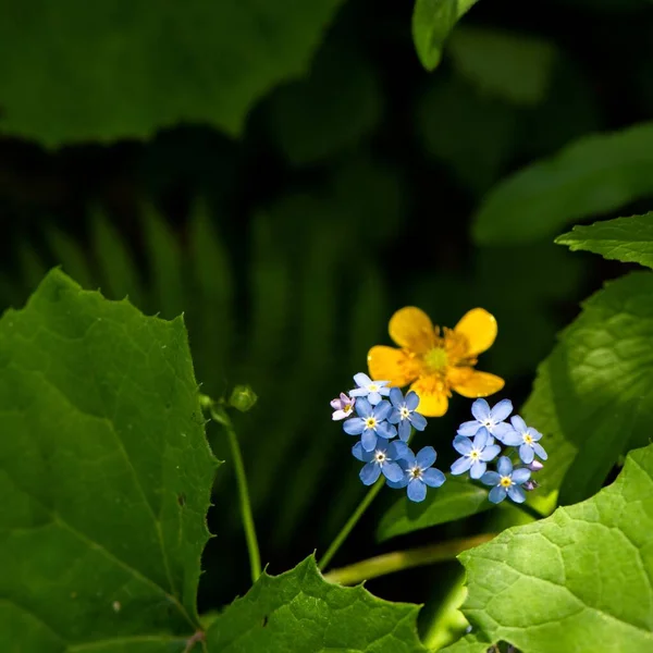 Крупный План Желтого Синего Цветка Саду — стоковое фото