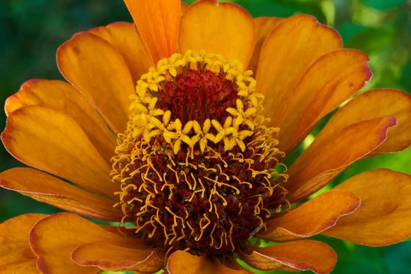 Gros Plan Fleur Zinnia Orange Fleurissant Dans Jardin — Photo