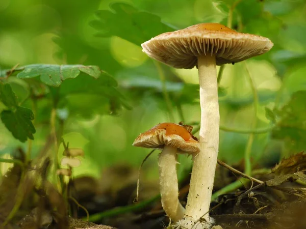 Eine Nahaufnahme Des Lamellon Pilzes Freier Wildbahn — Stockfoto