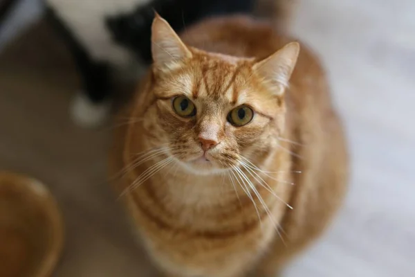 カメラを見ると可愛いオレンジのタビー猫のクローズアップ — ストック写真