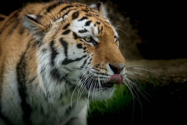 Крупный План Деталей Прекрасном Бенгальском Тигре Лесу — стоковое фото