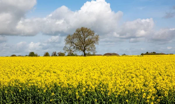 Scenic View Beautiful Yellow Rapeseed Flower Field Blue Cloudy Sky — Stock Photo, Image