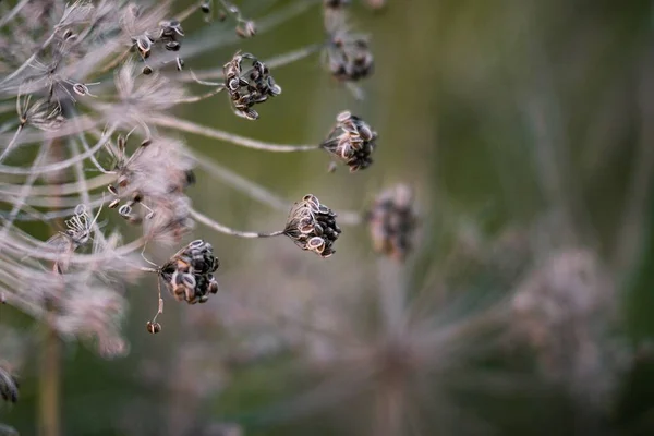 Closeup Shot Plant Seedpods Growing Found Wild — Stock Photo, Image