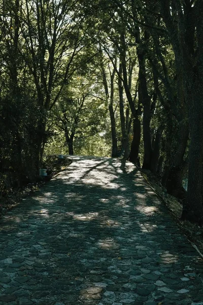 Vertical Shot Roman Road Surrounded Dark Green Vegetation Grumento Nova — Stock Photo, Image
