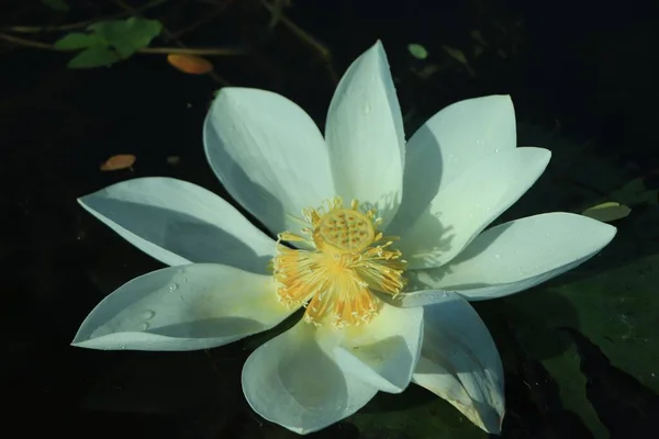 Крупним Планом Квітка Білої Лілії Воді Оточена Зеленим Листям — стокове фото