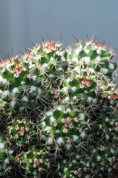 Függőleges Makrofelvétel Egy Zöld Kaktusznövényről — Stock Fotó