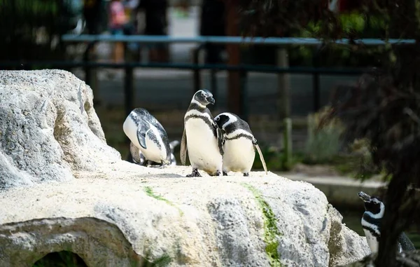 Beau Cliché Groupe Pingouins Magellan Debout Sur Rocher Dans Zoo — Photo