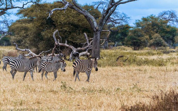 A herd of zebras walking in a savannah before tropical trees and trunks under the blue sky