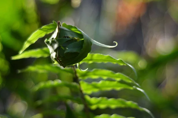 Ένα Κοντινό Πλάνο Των Πράσινων Φύλλων Του Φυτού Φτέρη Κόμπο — Φωτογραφία Αρχείου