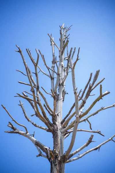 Вертикальный Снимок Сухого Листового Дерева Фоне Голубого Неба — стоковое фото