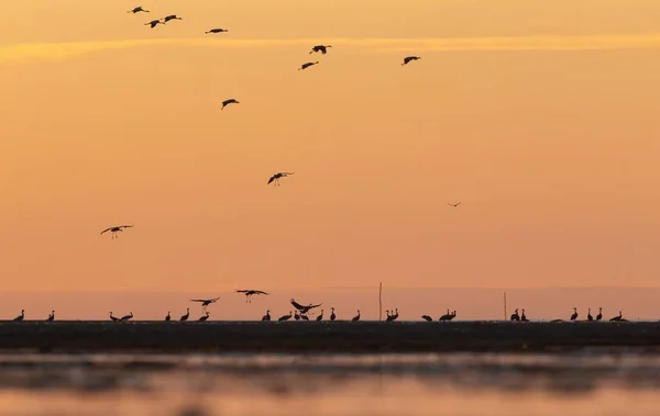 Vacker Bild Vanliga Tranor Grus Grus Fåglar Flykt Ovanför Piren — Stockfoto