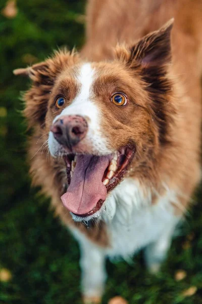 Een Verticaal Schot Van Een Border Collie Hond Het Gras — Stockfoto