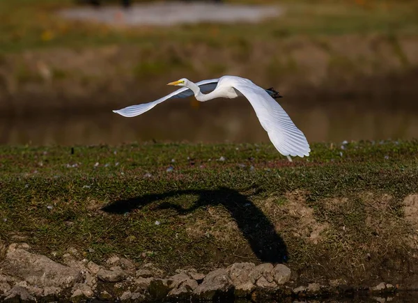 Manzaranın Üzerinde Uçan Büyük Beyaz Bir Balıkçıl Güzel Bir Kare — Stok fotoğraf
