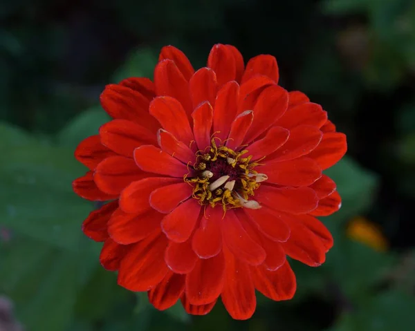 Shallow Focus Red Dahlia Flower Green Blurred Background — Stock Photo, Image
