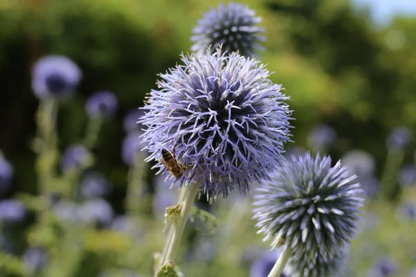 Closeup Blue Globe Thistles Honey Bee — Stock Photo, Image