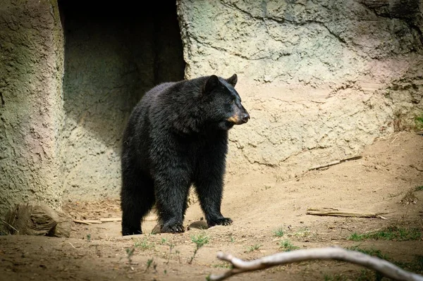 Калифорнийский Чёрный Медведь Осматривается Зоопарке — стоковое фото