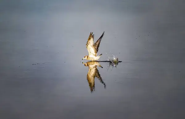 Обыкновенная Чайка Larus Canus Летящая Над Водой — стоковое фото