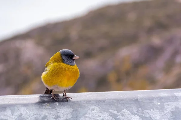 Ein Grauhaariger Bergfinkenvogel Steht Auf Einem Steinzaun Mit Einem Verschwommenen — Stockfoto