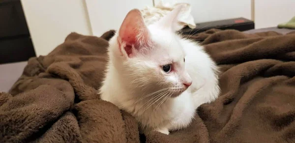 Odd Eyed White Khao Manee Kitten Heterochromia — Stock Photo, Image