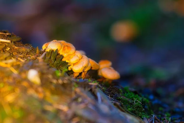 Close Cogumelos Laranja Mycena Encontrados Crescendo Natureza — Fotografia de Stock