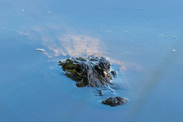 Ένα Κοντινό Πλάνο Από Κεφάλι Του Κροκόδειλου Αλμυρού Νερού Στην — Φωτογραφία Αρχείου