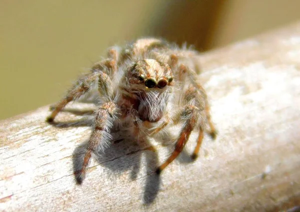Μια Μακρο Φωτογραφία Μιας Γκρίζας Αράχνης Που Κάθεται Μια Ξύλινη — Φωτογραφία Αρχείου