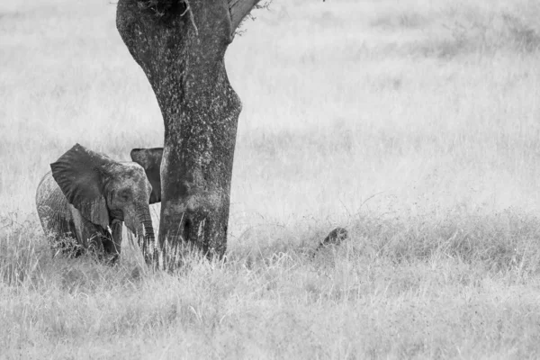 Eine Graustufe Eines Savannen Elefantenbabys Loxodonta Africana Auf Einer Wiese — Stockfoto