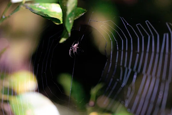 蜘蛛网上一只圆锥形织造蜘蛛的特写镜头 背景为绿叶 — 图库照片