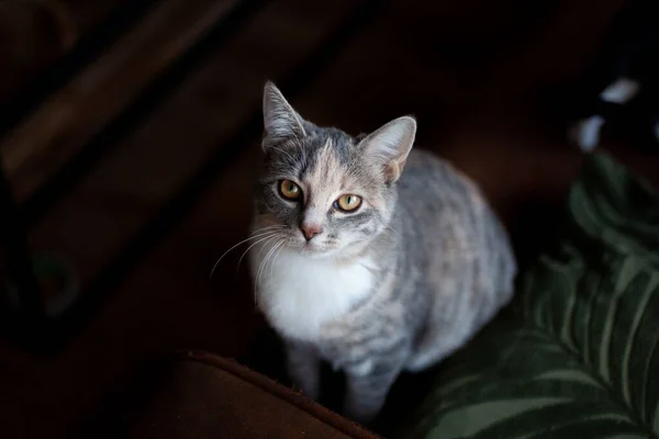 High Angle Shot Gray Striped Cat Looking Straight Camera — Stock Photo, Image