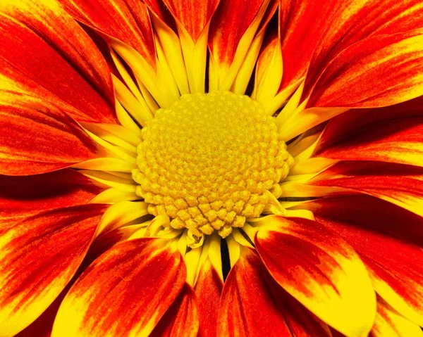 Closeup Blooming Yellow Orange Daisy Flower — Stock Photo, Image