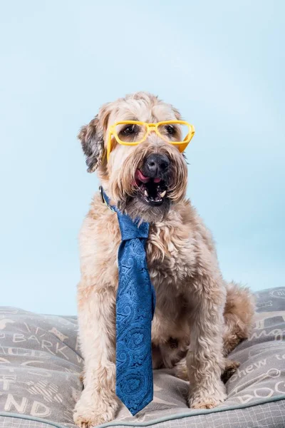 Vertical Portrait Soft Coated Wheaten Terrier Dog Blue Tie Yellow — Stock Photo, Image