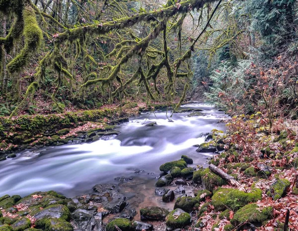 Uma Bela Vista Rio Lewis Fluindo Floresta Eua — Fotografia de Stock