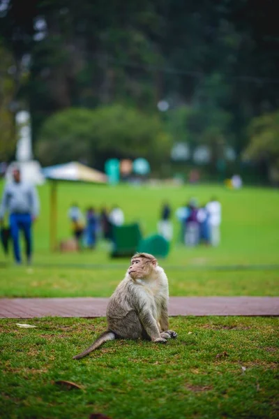 공원의 원숭이의 — 스톡 사진