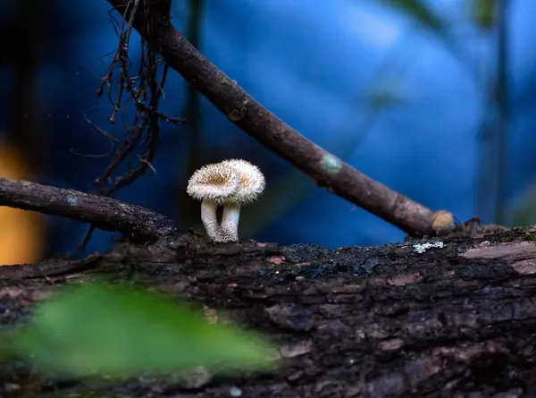 Tiro Close Fungos Difusos Crescendo Casca Árvore — Fotografia de Stock